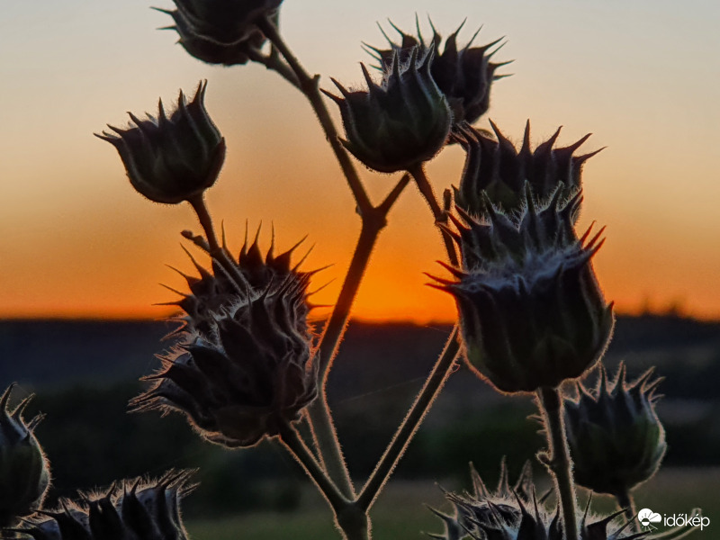 Selyemmályva kórója napnyugtakor