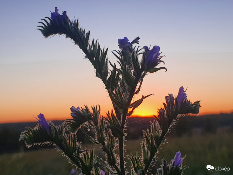 Kígyószisz is nyugtával dícsérte a napot...
