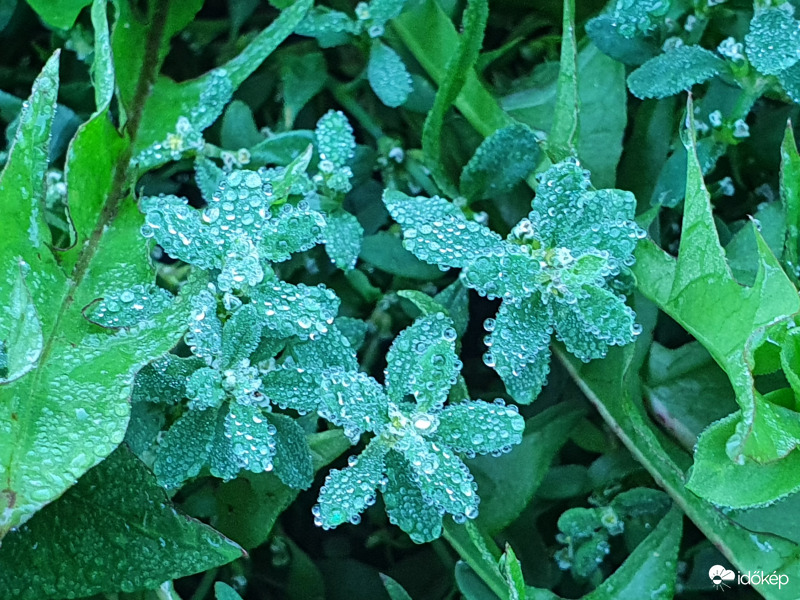 Harmatos októberi reggel...5fok