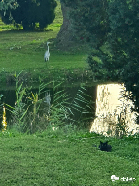 Állatok világnapján békésen megfért a szürkegém és a cicus a tóka partján