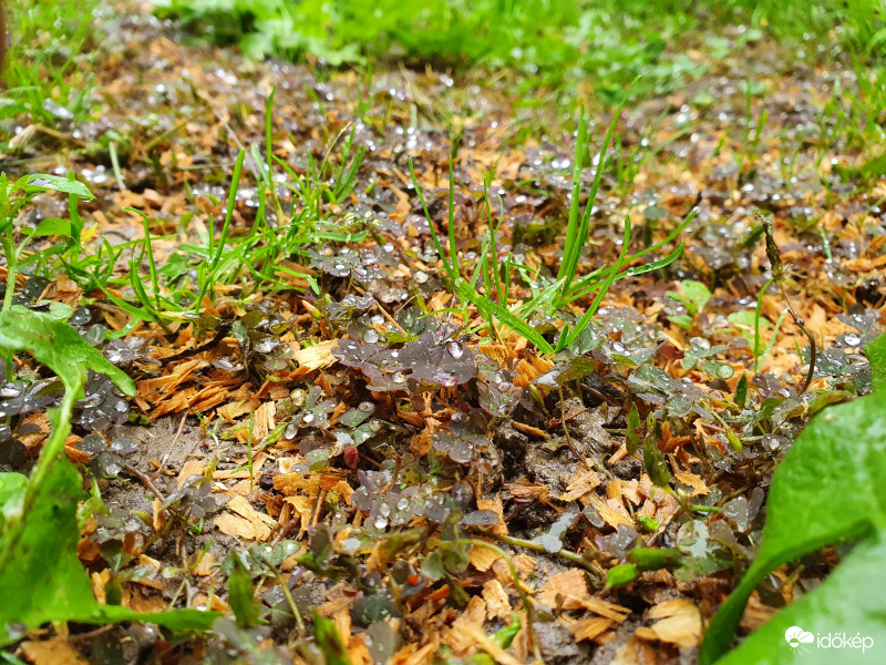 Erdőszéli gyöngyök találkozója...