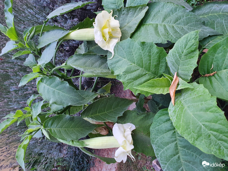 Hétfő reggeli természet alkotta smile... :)