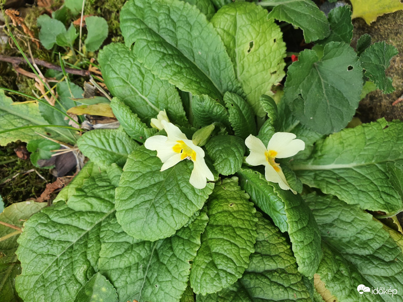 Zsibavirág 11.04-én (szártalan kankalin)