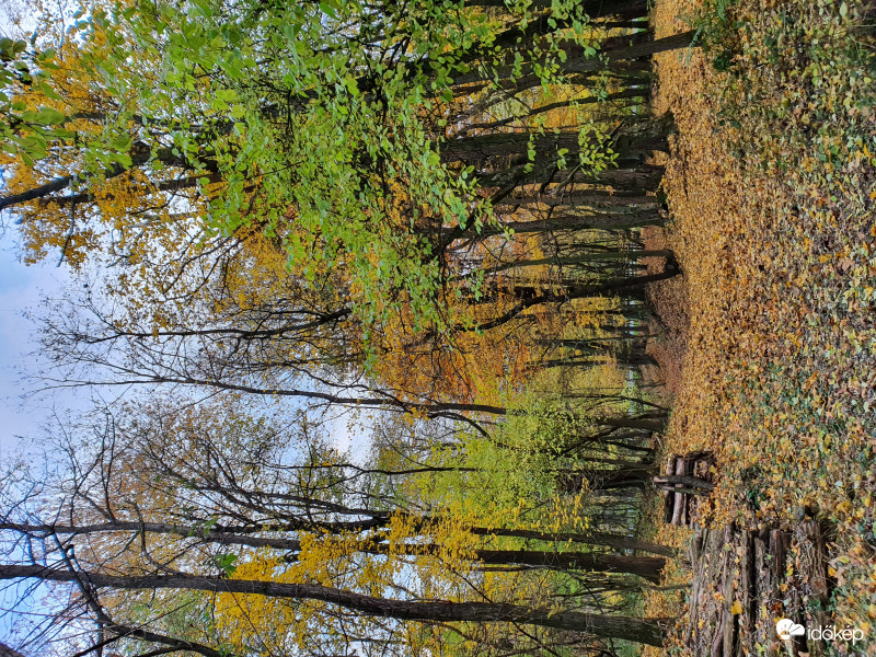 Kő-hegyi novemberi erdő