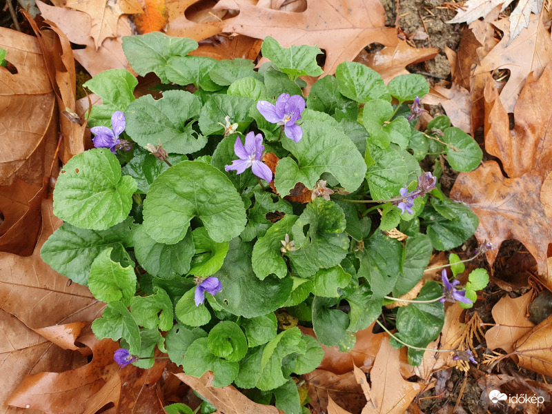 Egy csokornyi tavasz az őszi avarban