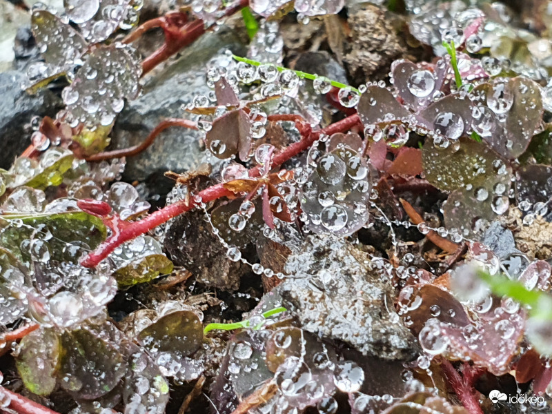 Szitáló köd gyöngytengerré varázsolta a füvet...