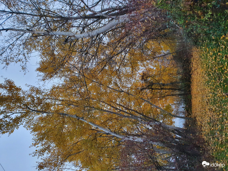 Borongós novemberi tapéta...