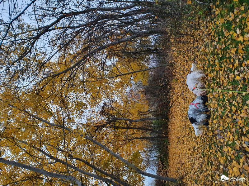 Borongós novemberi tapéta...amibe beletrollkodtak a kutyik