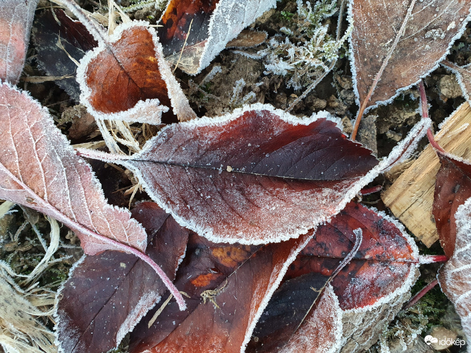 Kontúrt rajzolt a reggel a levelek köré...-5fok