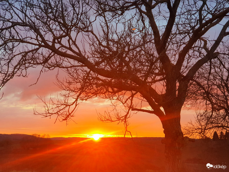 Öreg diófa naplementébe burkolózva