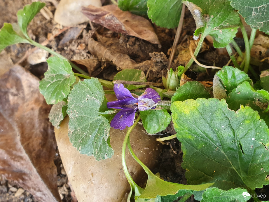 Boldog új évet kíván: Ibolya ;) ❤