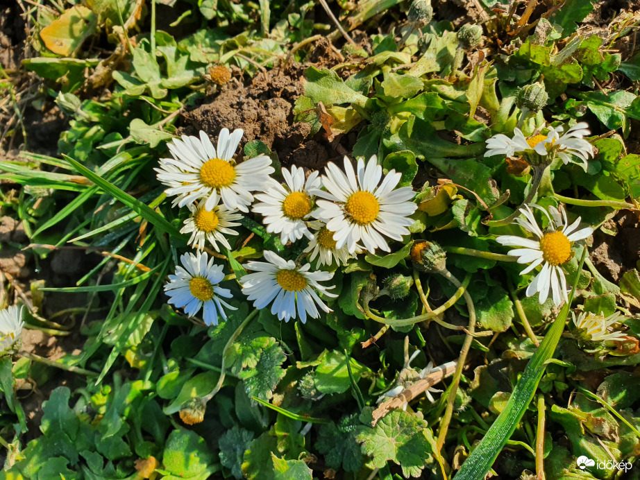 Újévi pipitér csokor ❤