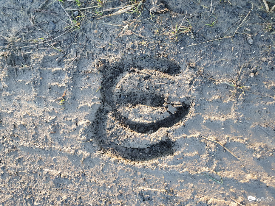 Újévi szerencsehozó patkó(nyom)