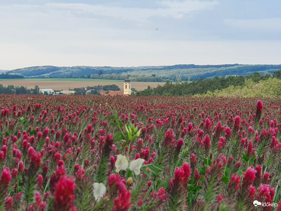 Elnyílóban lévő bíbormező háttétben a novai templommal