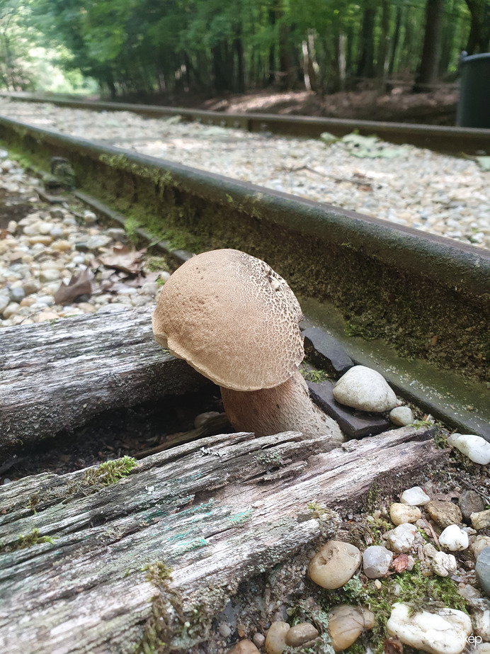 Az élet él és élni akar...bárhol is ❤️