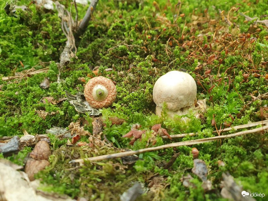 Kis gomba a nagy fa tövében