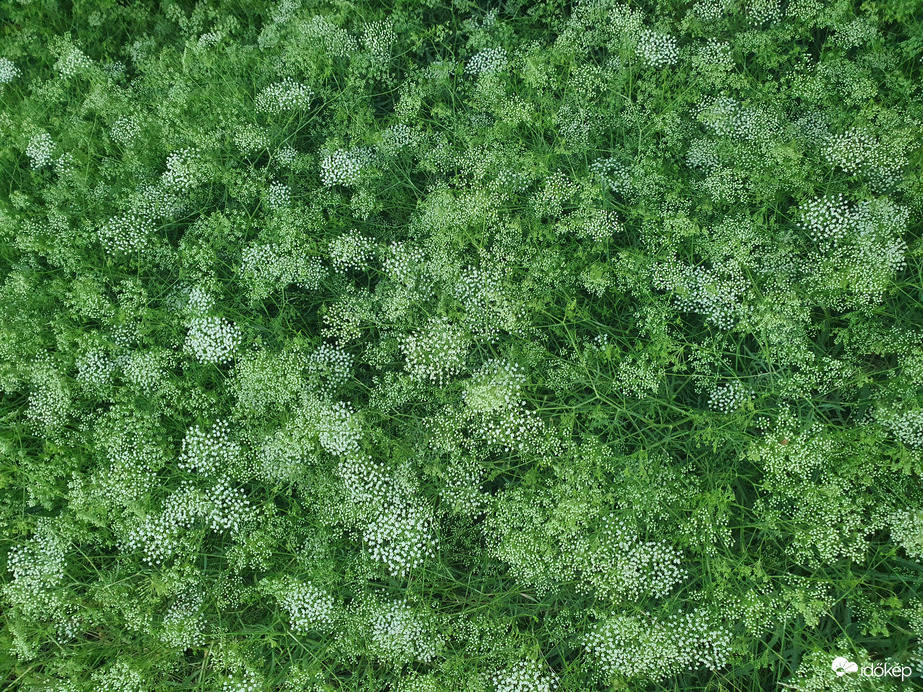 Egy kis reggeli frissítő zöld