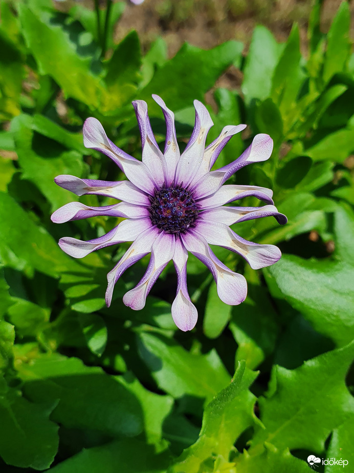 Napfürdőzés esős napok után