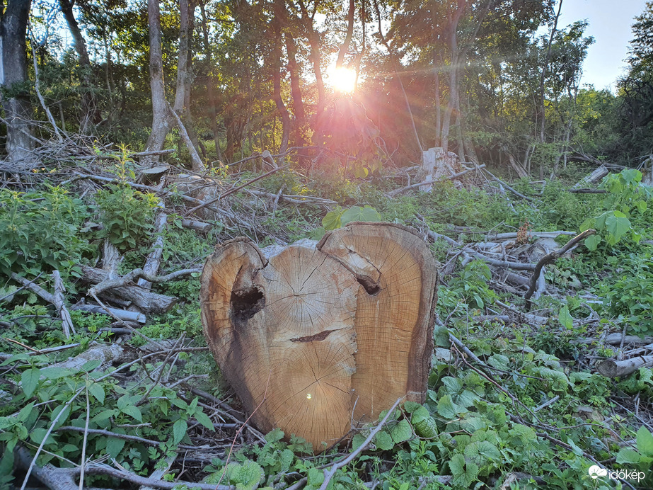 Méghogy nem léteznek erdei koboldok...