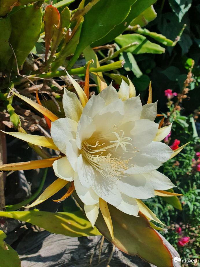 Másodvirágzás ❤️