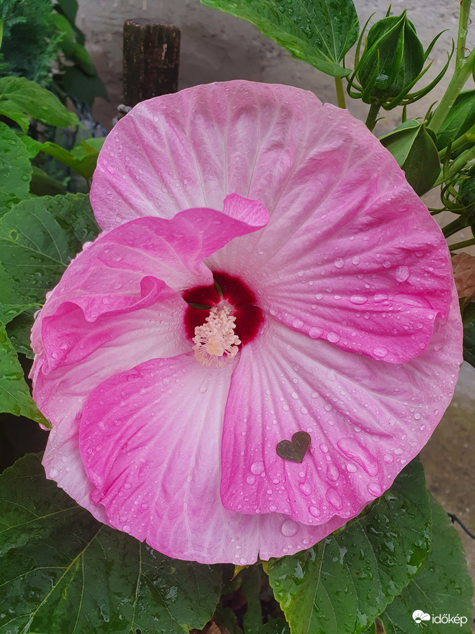 Éltető eső...❤️ 7mm eddig :)