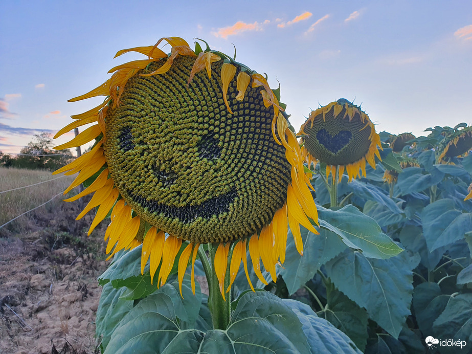 Elnyílófélben is szeretem ❤️
