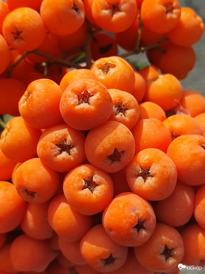 Augusztusi "csillaghullás" berkenye módra