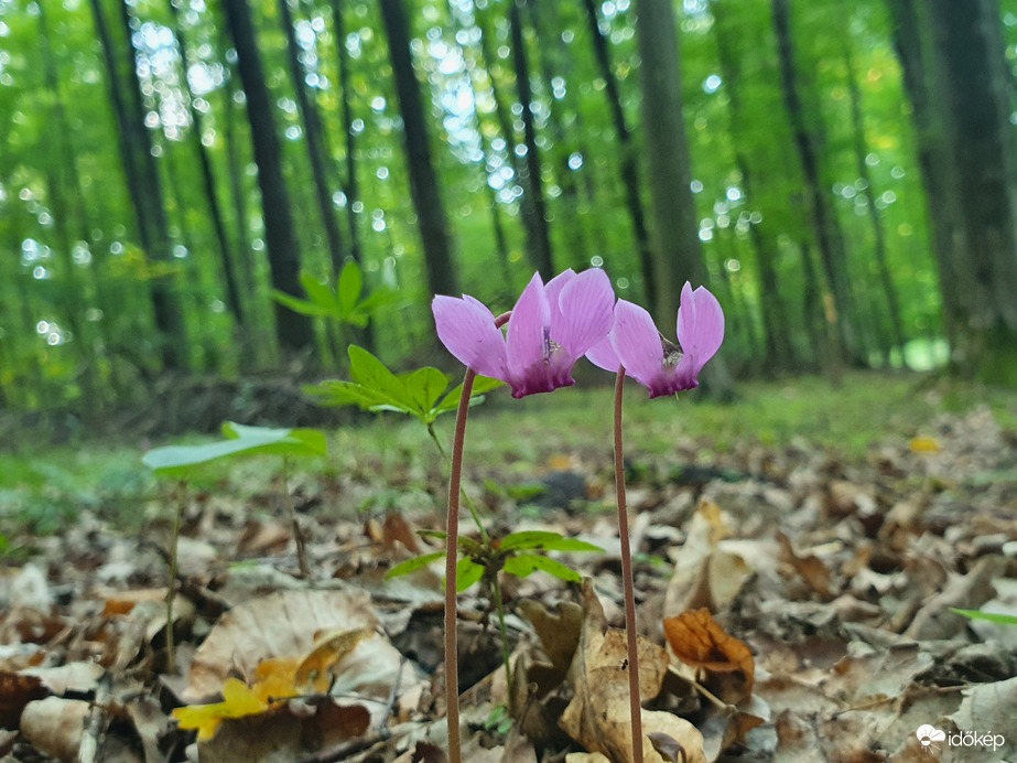 Párosan szép...az erdőben is