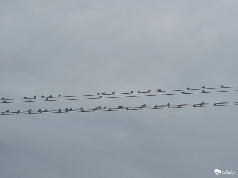 Helló szeptember...helló fecskéink ❤️