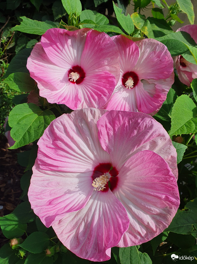 Három grácia ❤️❤️❤️