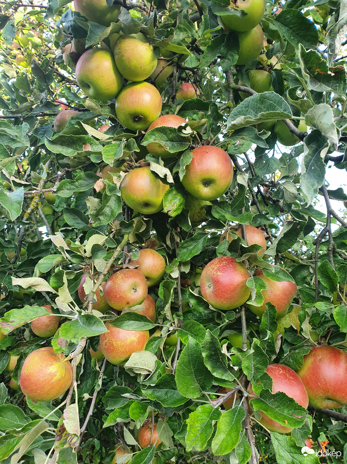 Lassan aktuális lesz az almaszüret❤️