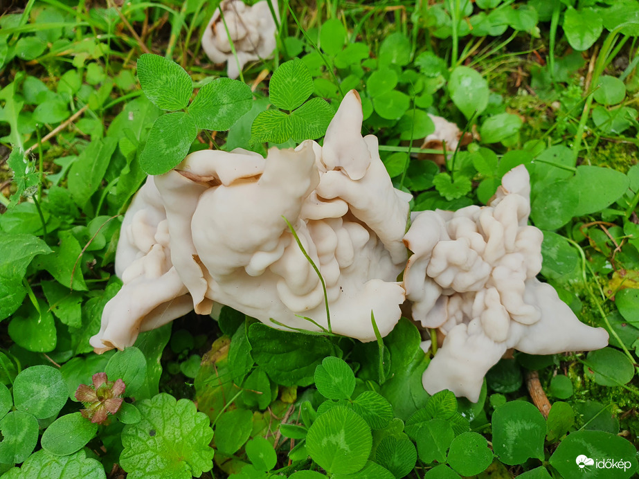 Ez vajon miféle szerzet?