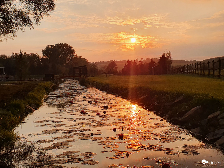 Tavirózsák és a nap alkonya❤️