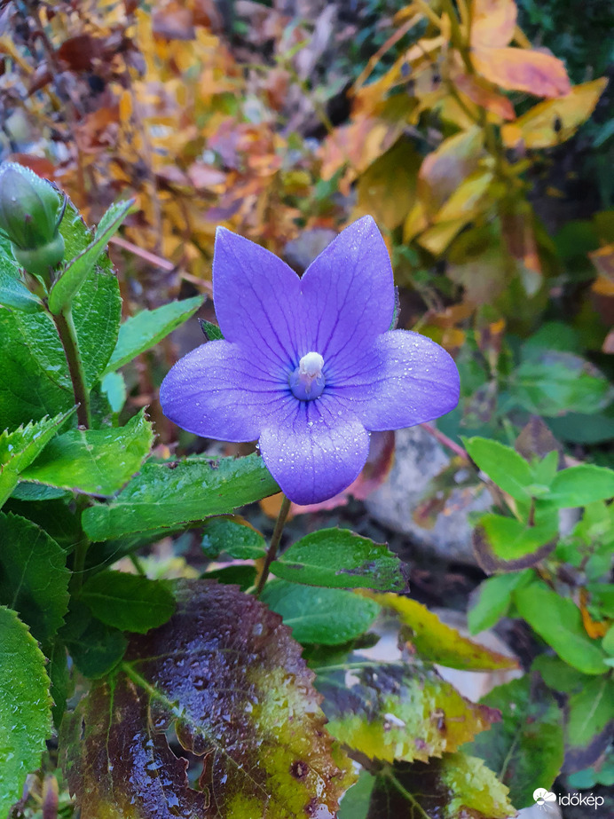 Késői hírnök ❤️