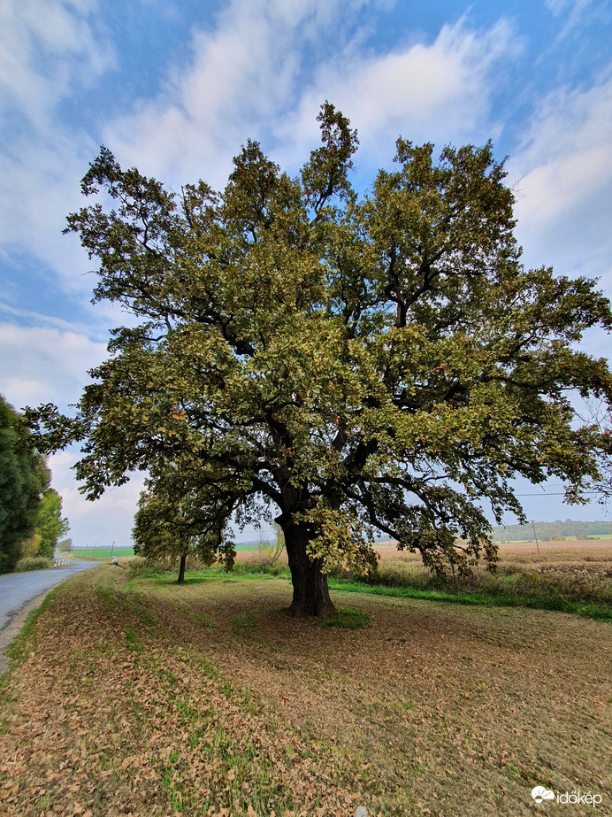 Mikekarácsonyfa öreg tölgy