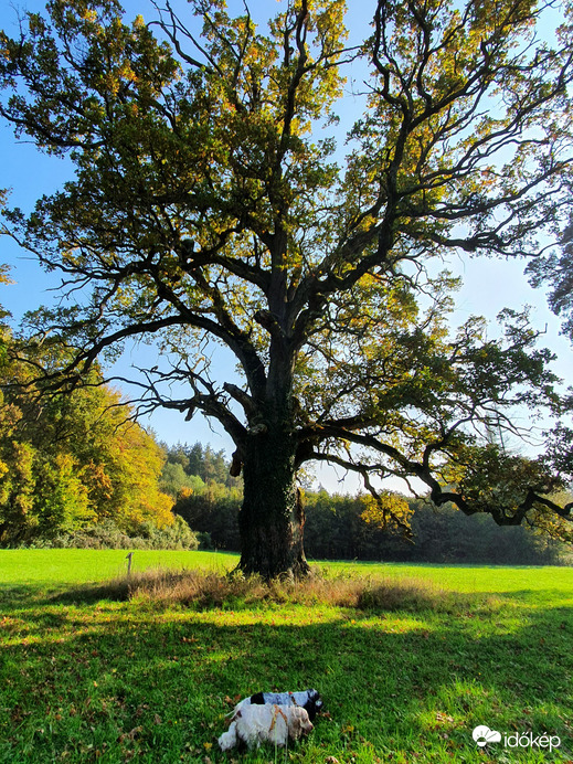 Néna...év fája 2015