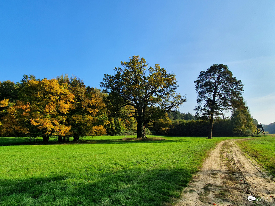 Középen az év fája 2015.