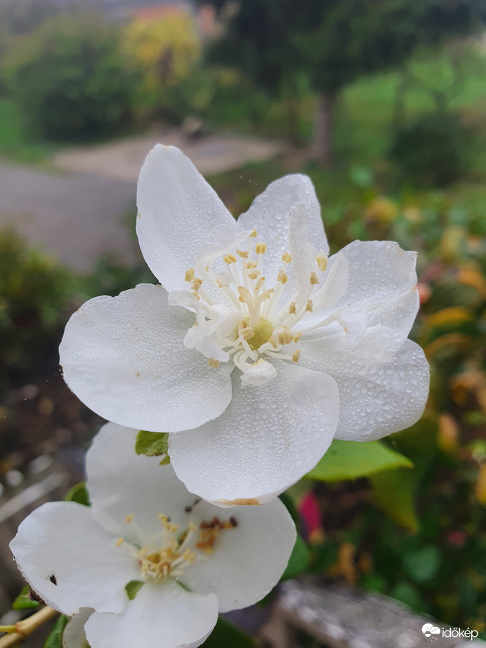 Jázmin is úgy gondolta: "mit nekem ősz, akkor nyílok, amikor én akarok"