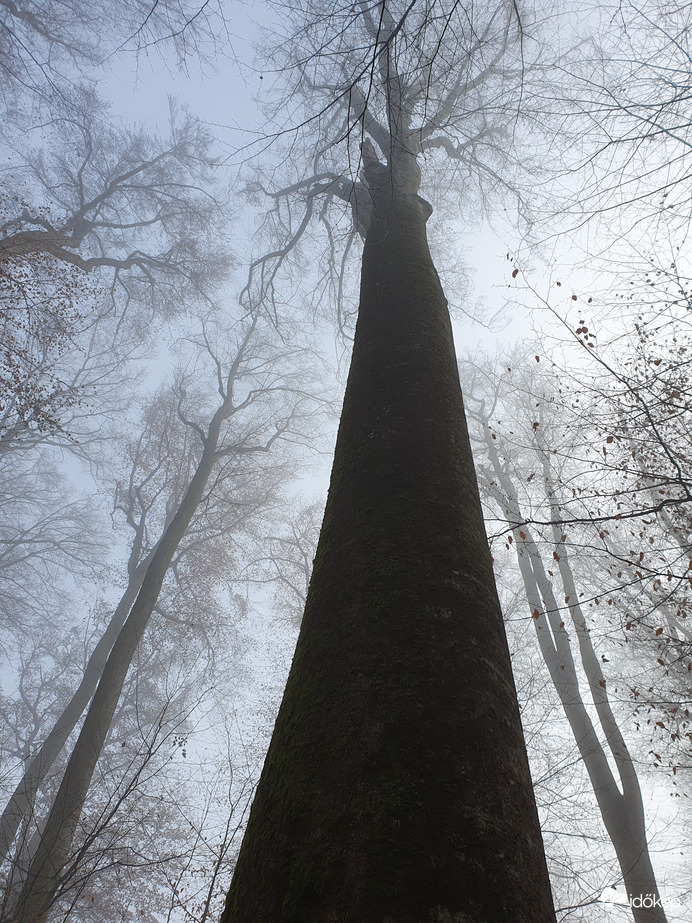 "Ősvezér" a ködben