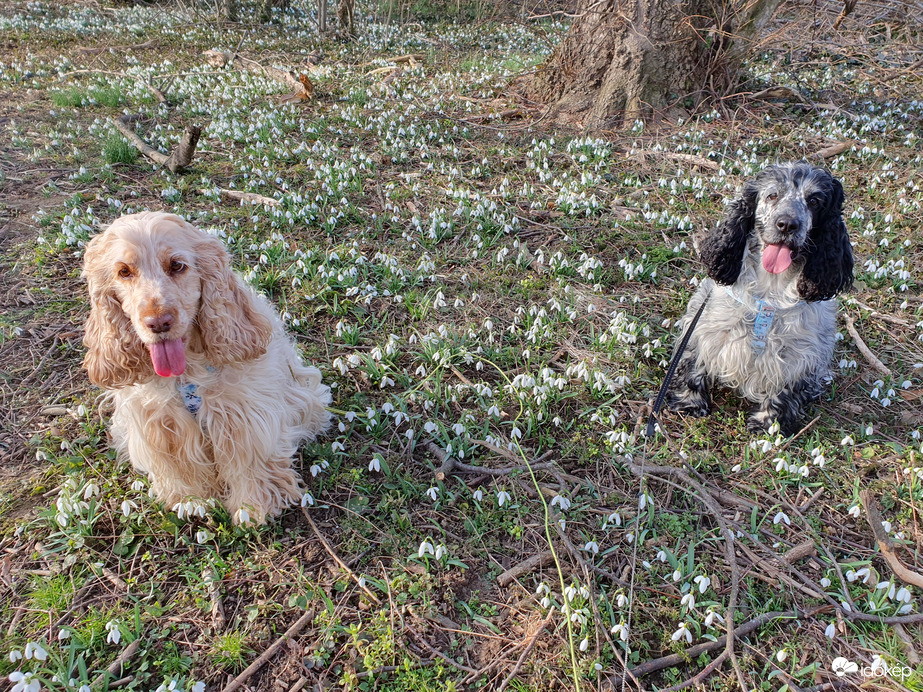 Relax a nagylengyeli hóvirágmezőn