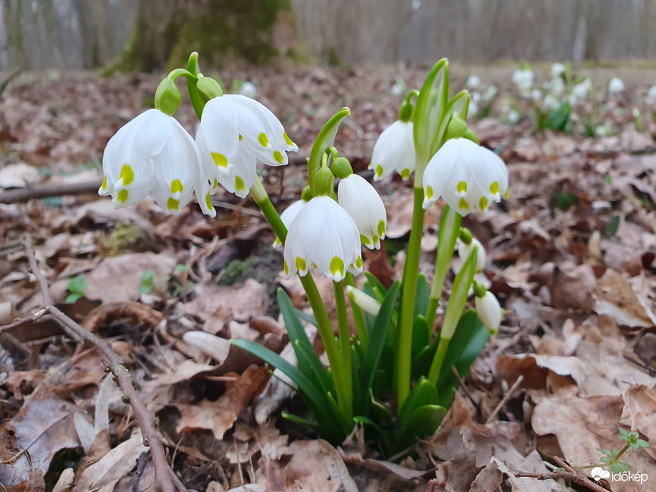 Lenti erdőben is megkezdte tömeges virágzását a tőzike