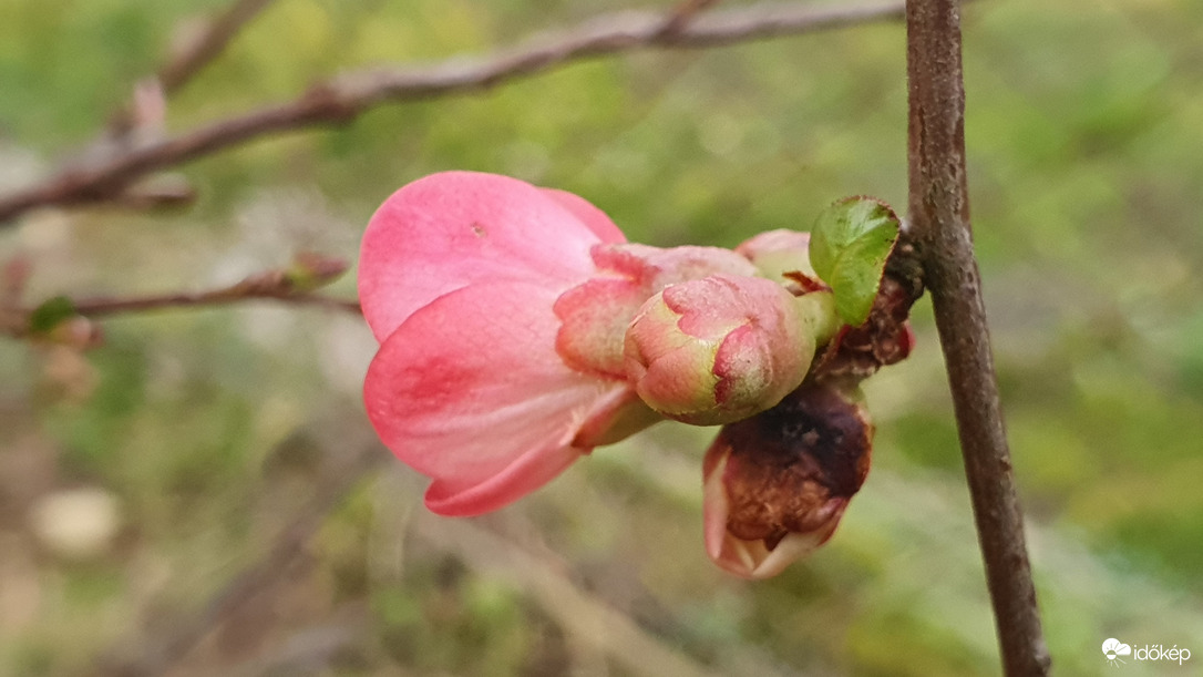 Türelmetlen természet 3 ...avagy a japánbirs is érzi a tavaszt
