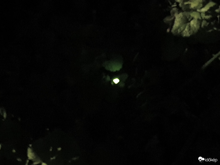 Nőstény szentjánosbogár