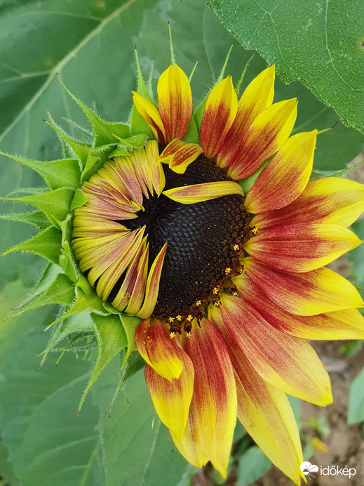 Lehet nyiva, vagy akár csukva