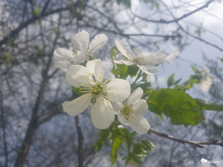 Virágzik a meggyfa...