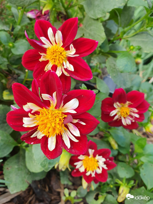 Utolsó nyári virágok pompája❤️