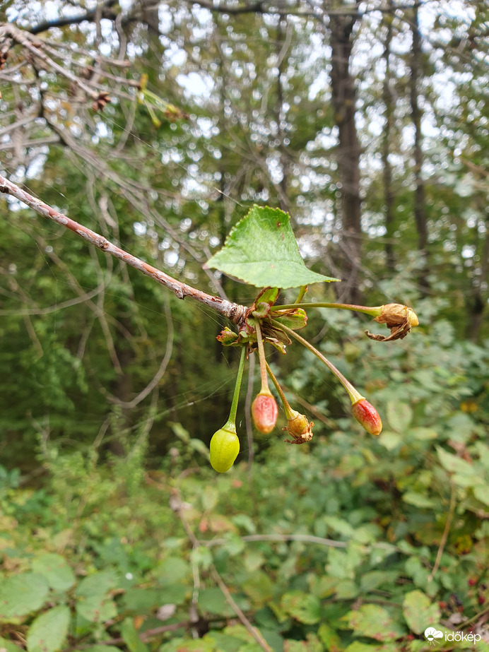 Ez már nem érik be...