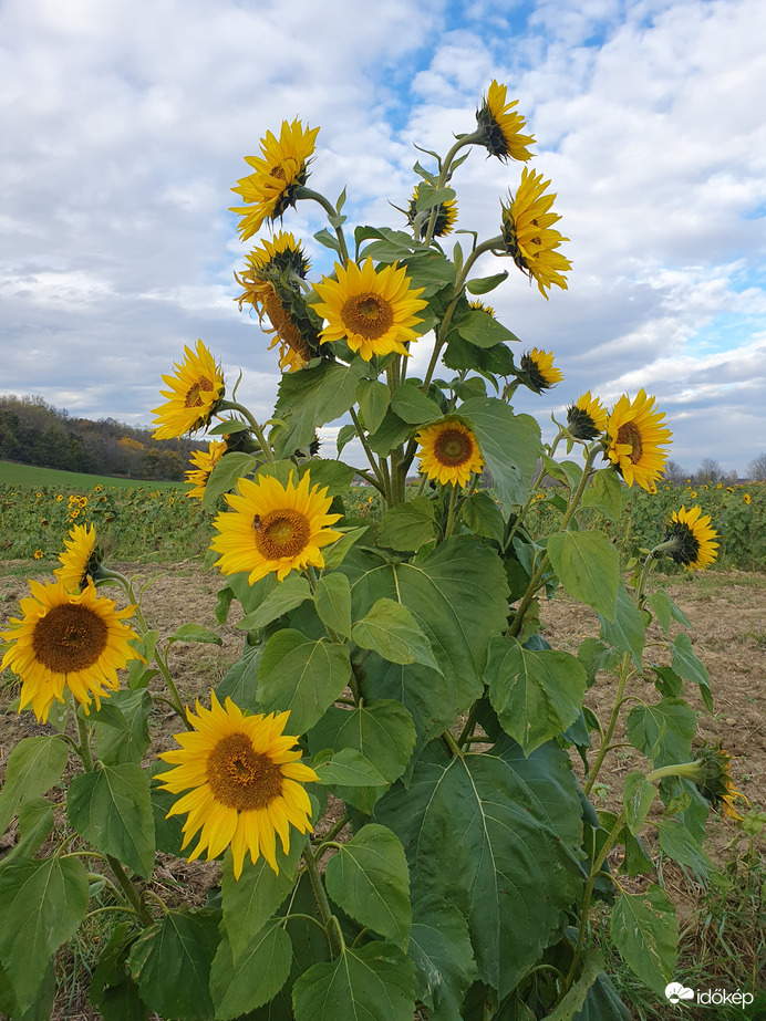 Hahóti napraforgótábla 11.19-én