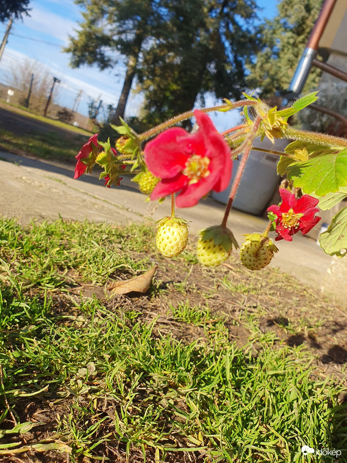 Karácsonyi kaktusz helyett az eper virágzik