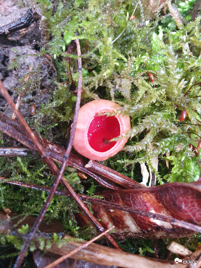 Az első gomba idén